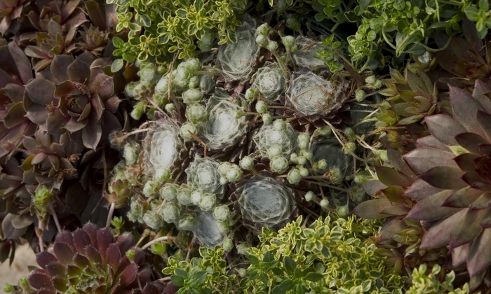 Hardy Series Mixed Hen and Chicks - Sempervivum tectorum ''Hardy Series Mixed'' (Hen and Chicks) from Betty's Azalea Ranch