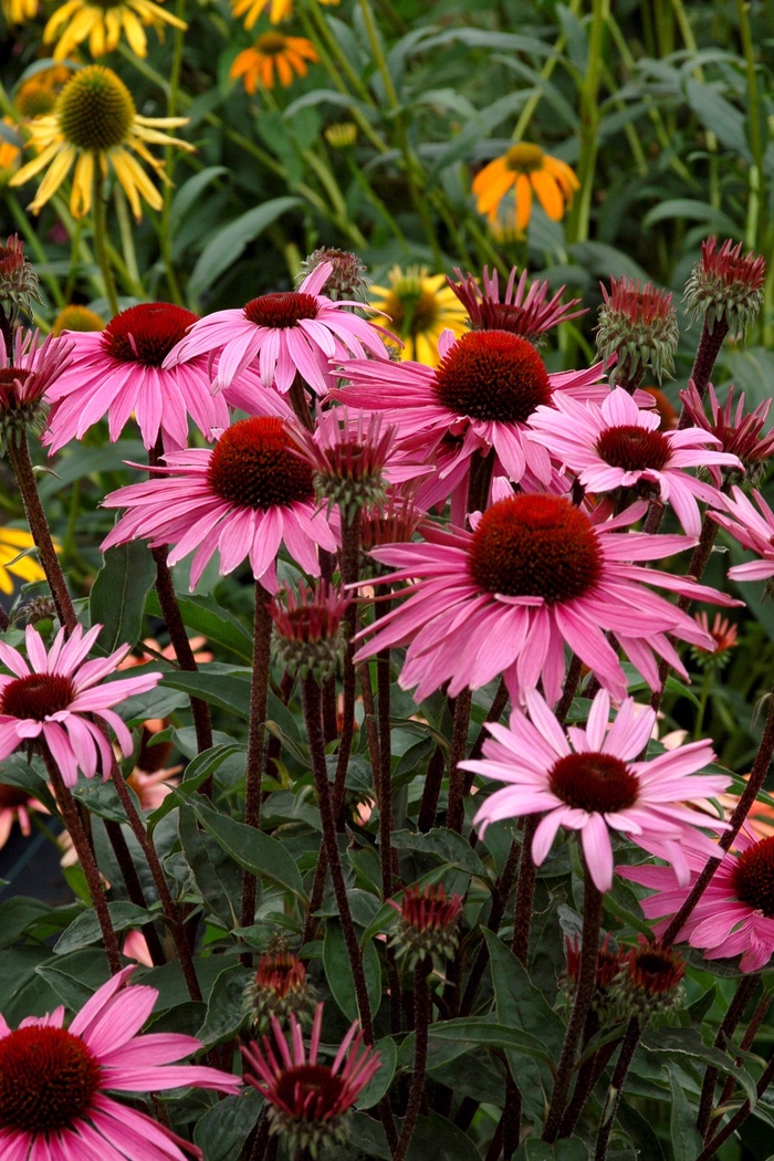 Prairie Pillars™ Coneflower - Echinacea 'Merlot' from Betty's Azalea Ranch