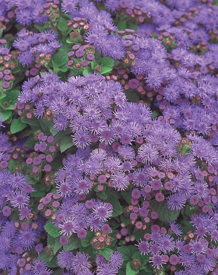 Artist® Alto Blue - Ageratum hybrid 'Artist Blue' from Betty's Azalea Ranch