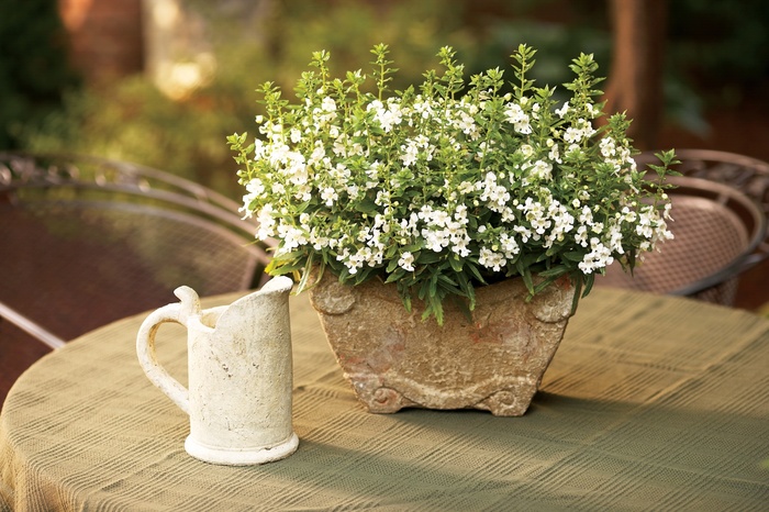 Angelonia Angelface™ White - Summer Snapdragon from Betty's Azalea Ranch