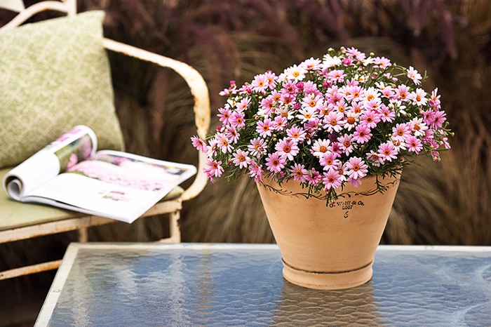 Argyranthemum - Marguerite Daisy - Multiple Varieties from Betty's Azalea Ranch