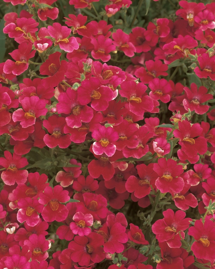 Sunsatia® Cranberry - Nemesia ''INTRAIREDTWO'' PP23061, Can 4346 (Nemesia) from Betty's Azalea Ranch