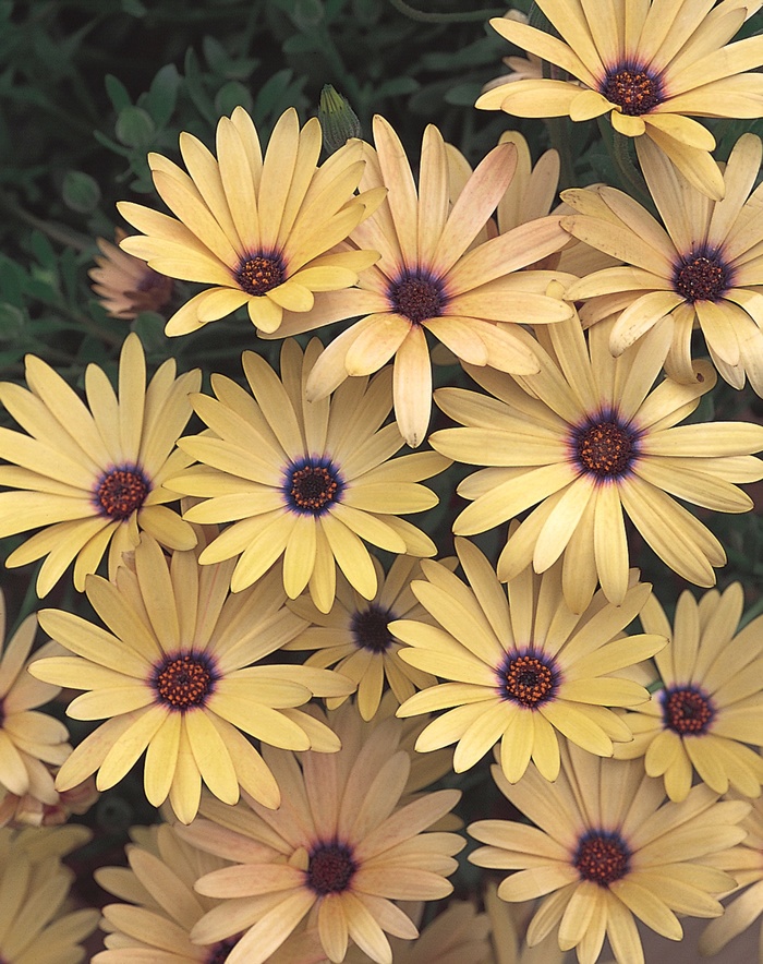 Lemon Symphony African Daisy - Osteospermum ''Seikilrem'' PP13407 (African Daisy) from Betty's Azalea Ranch