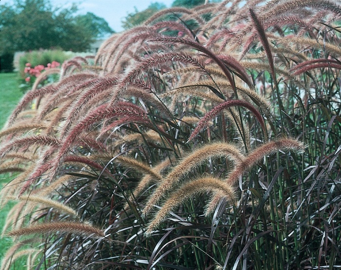 Graceful Grasses® Rubrum - Pennisetum setaceum ''Rubrum'' (Purple Fountain Grass) from Betty's Azalea Ranch