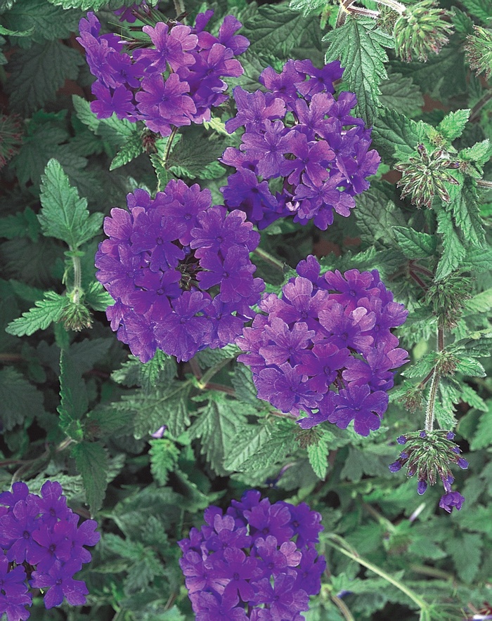 Superbena® Dark Blue - Verbena ''USBENAL8'' PP14853, Can 1826 (Verbena) from Betty's Azalea Ranch