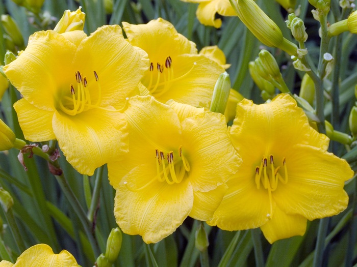 Daylily - Hemerocallis 'Stella d' Oro' from Betty's Azalea Ranch