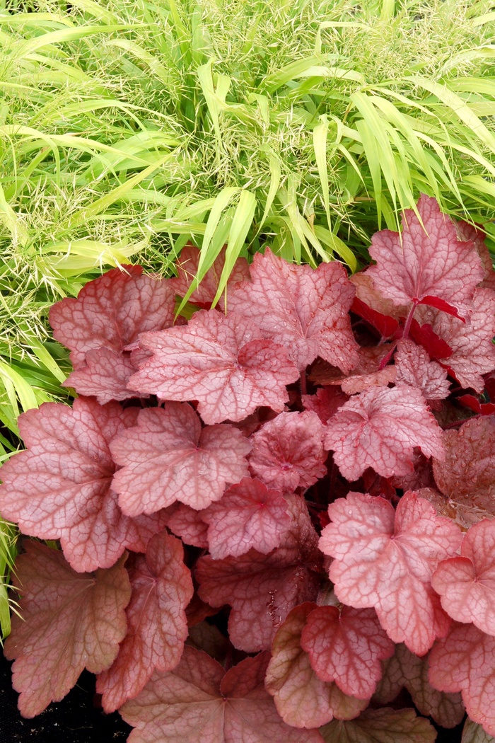 Coral Bells - Heuchera 'Georgia Peach' from Betty's Azalea Ranch