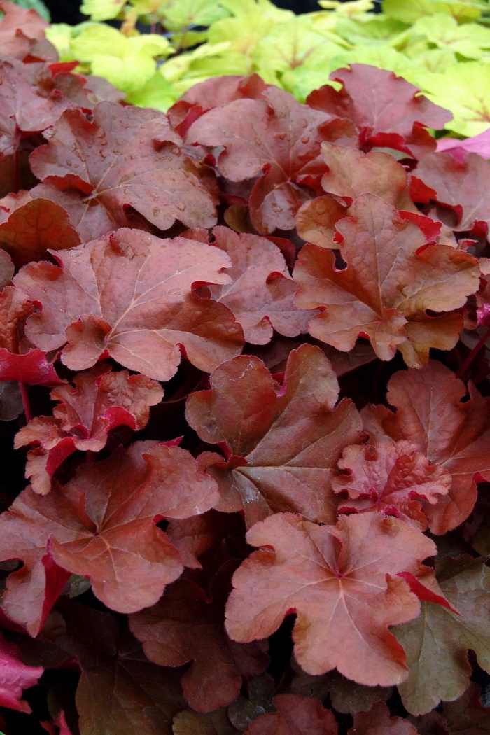 Mahogany Coral Bells - Heuchera ''Mahogany'' PP19072 (Coral Bells) from Betty's Azalea Ranch