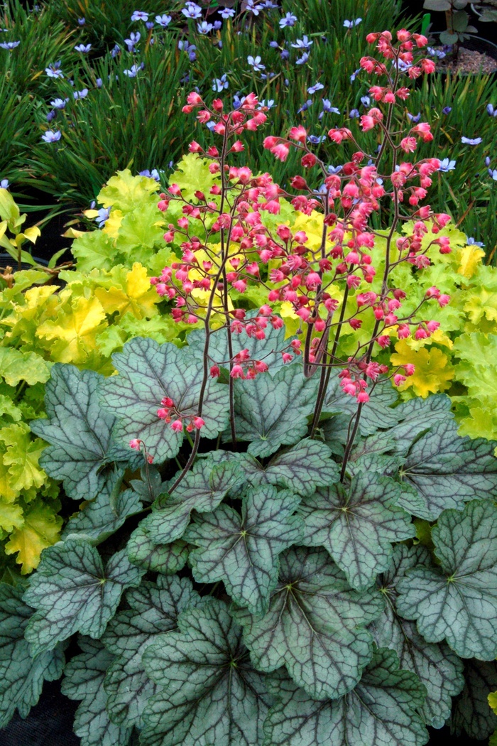 Peppermint Spice Coral Bells - Heuchera ''Peppermint Spice'' PP18009 (Coral Bells) from Betty's Azalea Ranch