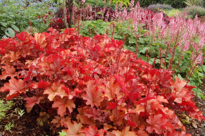 ''Peach Flambe'' Coral Bells - Heuchera ''Peach Flambe'' PP17195 from Betty's Azalea Ranch ''Peach Flambe'' Coral Bells - Heuchera ''Peach Flambe'' PP17195 from Betty's Azalea Ranch
