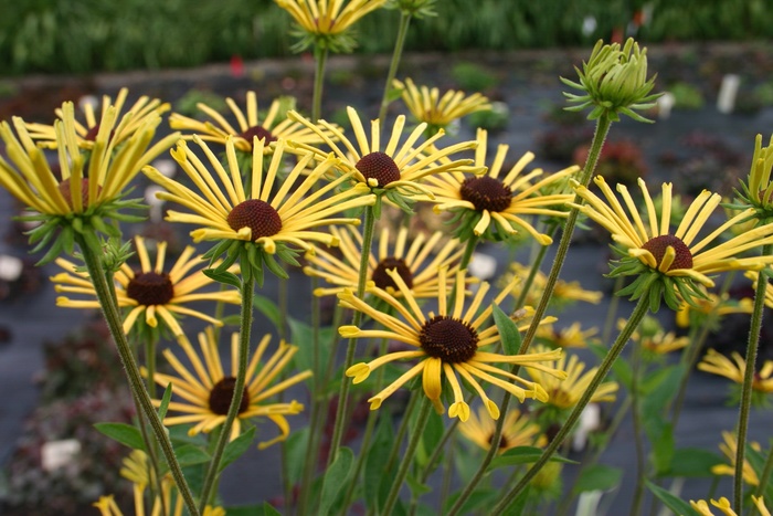 Henry Eilers Quilled Sweet Coneflower - Rudbeckia subtomentosa ''Henry Eilers'' (Quilled Sweet Coneflower) from Betty's Azalea Ranch