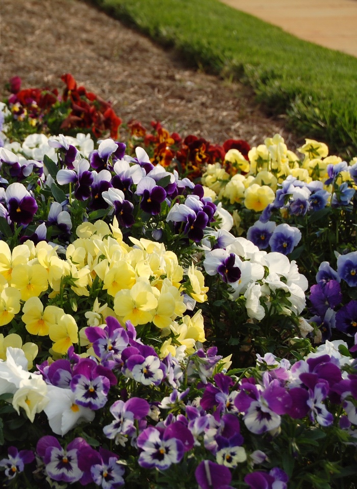 Multiple Varieties Pansy - Viola ''Multiple Varieties'' (Pansy) from Betty's Azalea Ranch