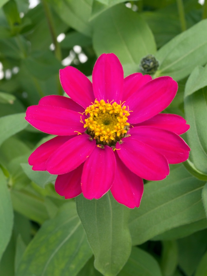 ''Profusion Cherry'' - Zinnia from Betty's Azalea Ranch