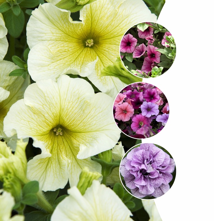 Assorted Petunia - Petunia (Assorted Petunia) from Betty's Azalea Ranch