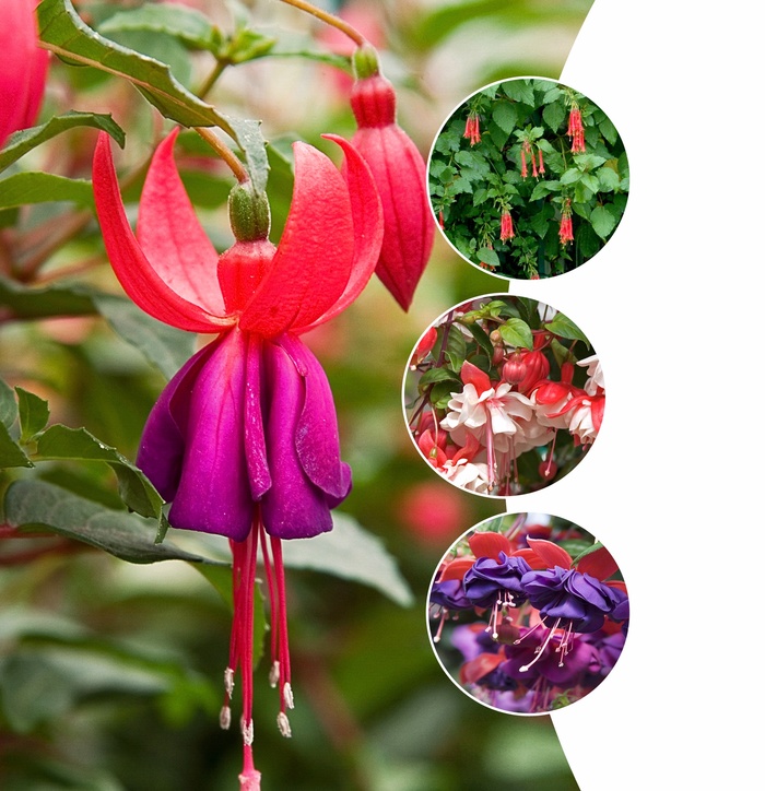 Fuchsia - Mulitple Varieties from Betty's Azalea Ranch