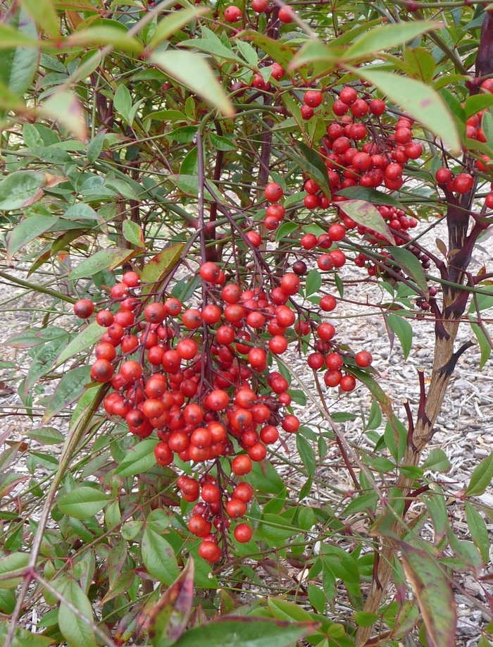 Heavenly Bamboo - Nandina domestica (Heavenly Bamboo) from Betty's Azalea Ranch