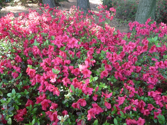 'Johanna' Azalea - Rhododendron kaempferi from Betty's Azalea Ranch