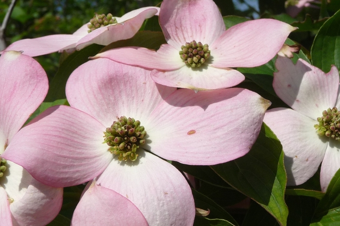 Stellar Pink™ Dogwood - Cornus x 'Stellar Pink™' from Betty's Azalea Ranch