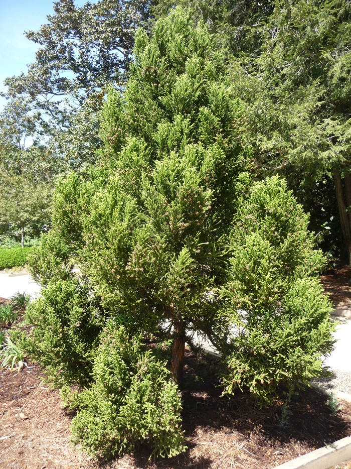 Black Dragon Cryptomeria - Cryptomeria 'Black Dragon' from Betty's Azalea Ranch