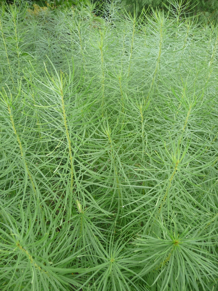 Arkansas Blue Star - Amsonia hubrichtii from Betty's Azalea Ranch