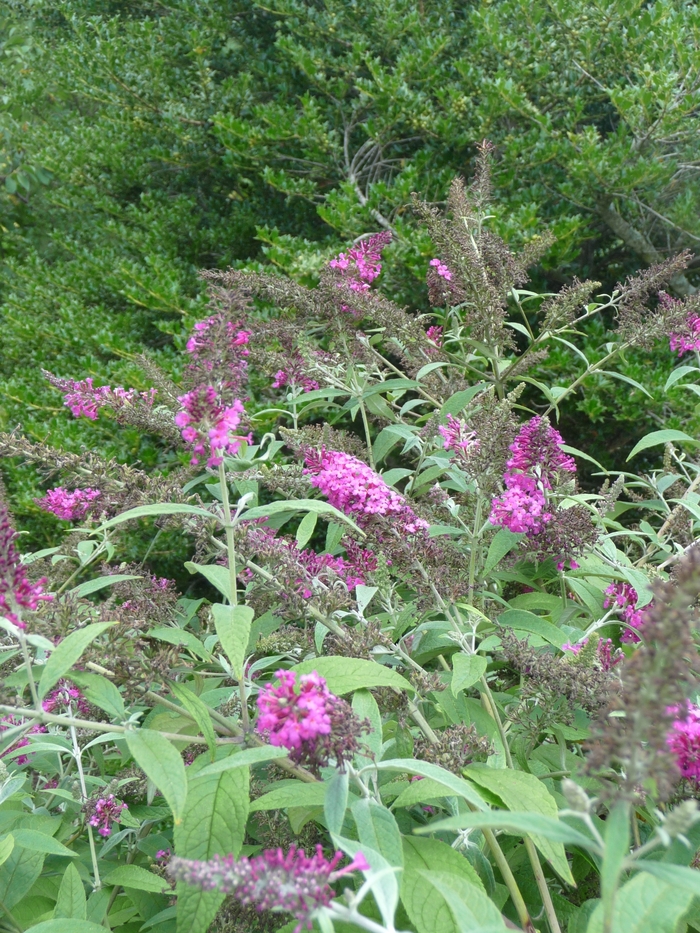 Miss Ruby - Butterfly Bush from Betty's Azalea Ranch