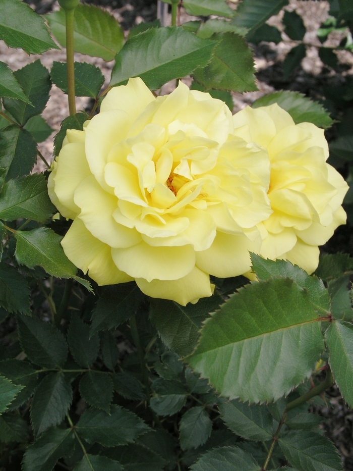 'Sunsprite' Rose - Rosa from Betty's Azalea Ranch 'Sunsprite' Rose - Rosa from Betty's Azalea Ranch