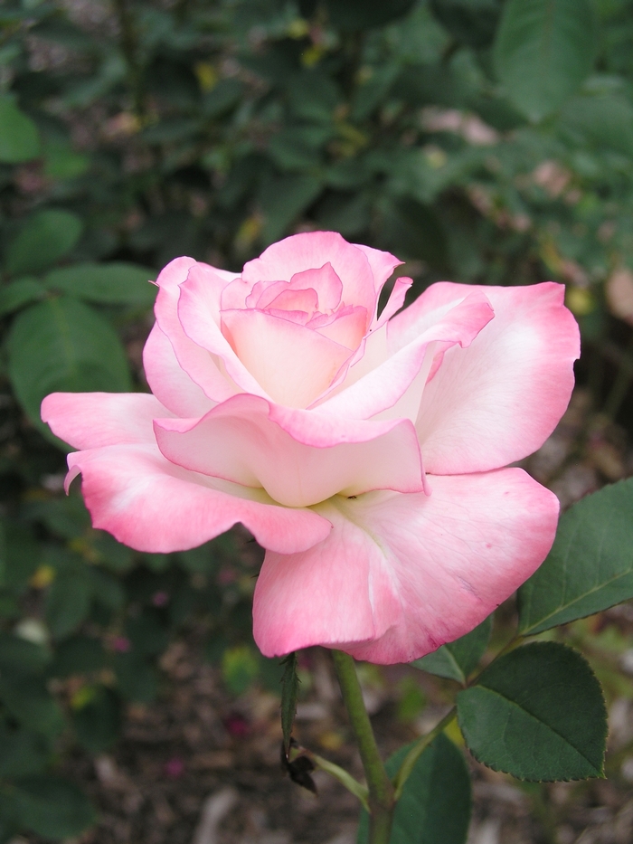 'Secret™' Rose - Rosa from Betty's Azalea Ranch 'Secret™' Rose - Rosa from Betty's Azalea Ranch