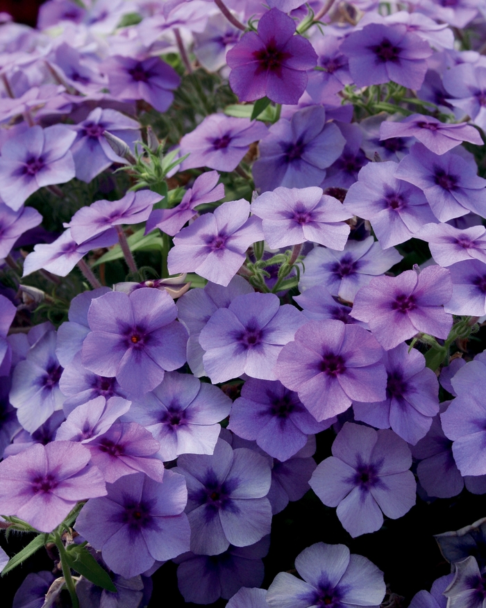 Intensia® Blueberry - Phlox ''USPLX60306'' PP21646, Can 4144 (Phlox) from Betty's Azalea Ranch