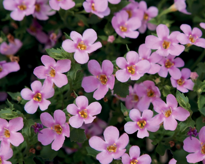 Snowstorm® Pink - Sutera cordata ''INSUTSNPIM'' PPAF, Can PBRAF (Bacopa) from Betty's Azalea Ranch