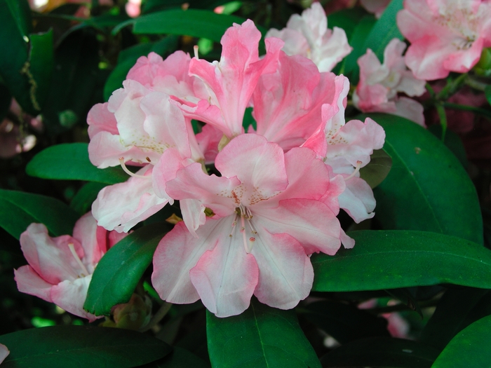 'Yaku Prince' - Rhododendron from Betty's Azalea Ranch 'Yaku Prince' - Rhododendron from Betty's Azalea Ranch