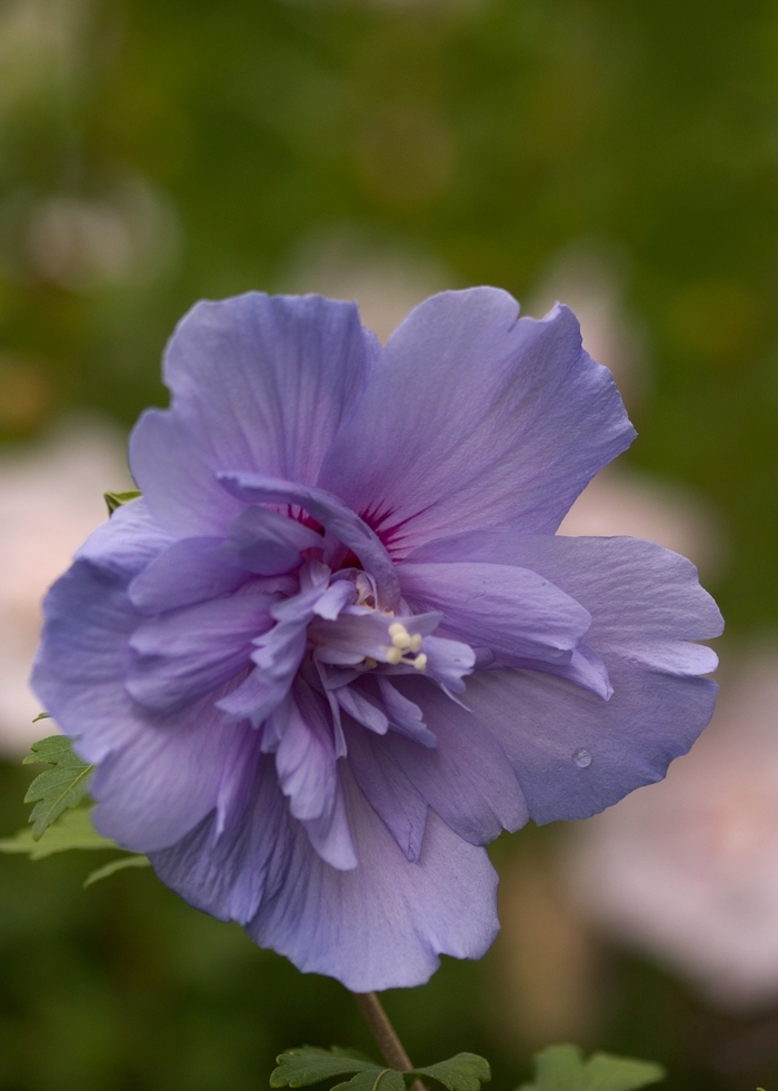''Blue Chiffon®'' Rose of Sharon - Hibiscus syriacus from Betty's Azalea Ranch
