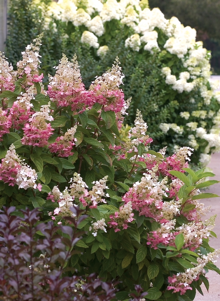 Hydrangea - Hydrangea paniculata 'Pinky Winky™ ' from Betty's Azalea Ranch