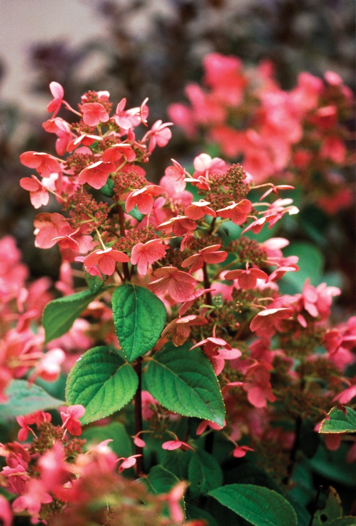 Quick Fire® Panicle Hydrangea - Hydrangea paniculata ''Bulk'' PP16812, Can 3398 (Panicle Hydrangea) from Betty's Azalea Ranch