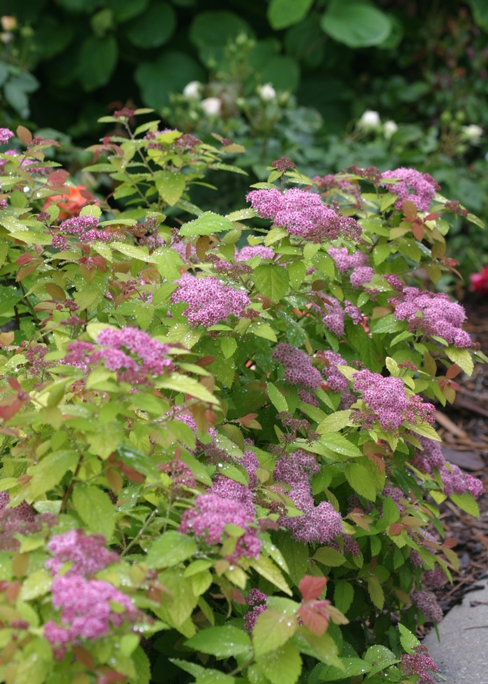 Double Play Big Bang® - Spiraea ''Tracy'' PP21588, Can 4073 (Spirea) from Betty's Azalea Ranch