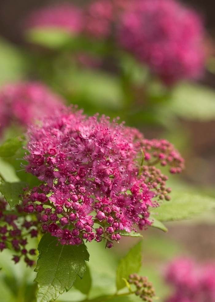 Double Play® Gold - Spiraea japonica ''Yan'' PP21615, Can 4074 (Spirea) from Betty's Azalea Ranch Double Play® Gold - Spiraea japonica ''Yan'' PP21615, Can 4074 (Spirea) from Betty's Azalea Ranch