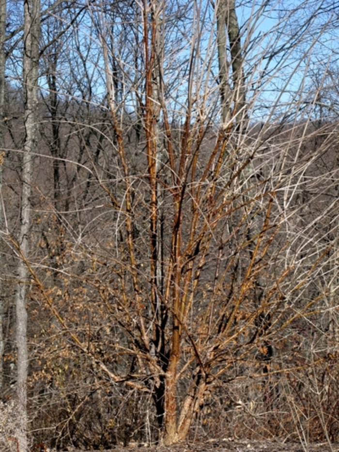 Chinese Fringetree - Chionanthus retusus (Chinese Fringetree) from Betty's Azalea Ranch