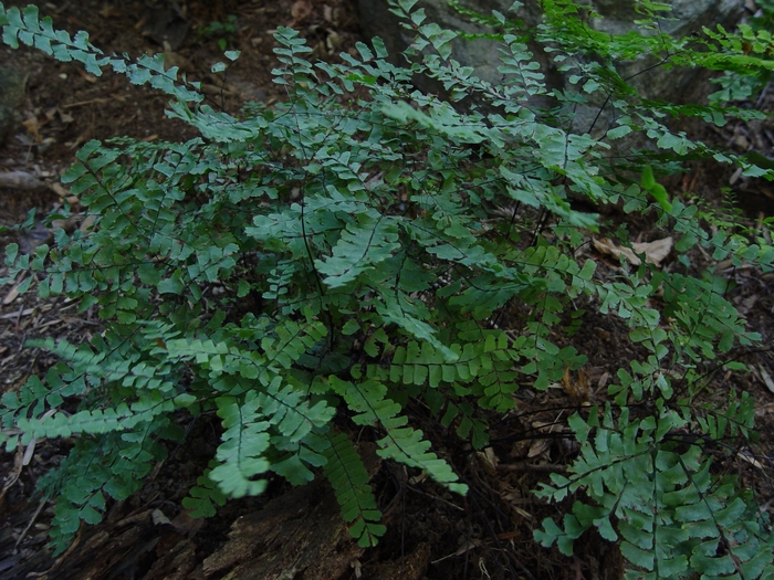 Northern Maidenhair Fern - Adiantum pedatum (Northern Maidenhair Fern) from Betty's Azalea Ranch