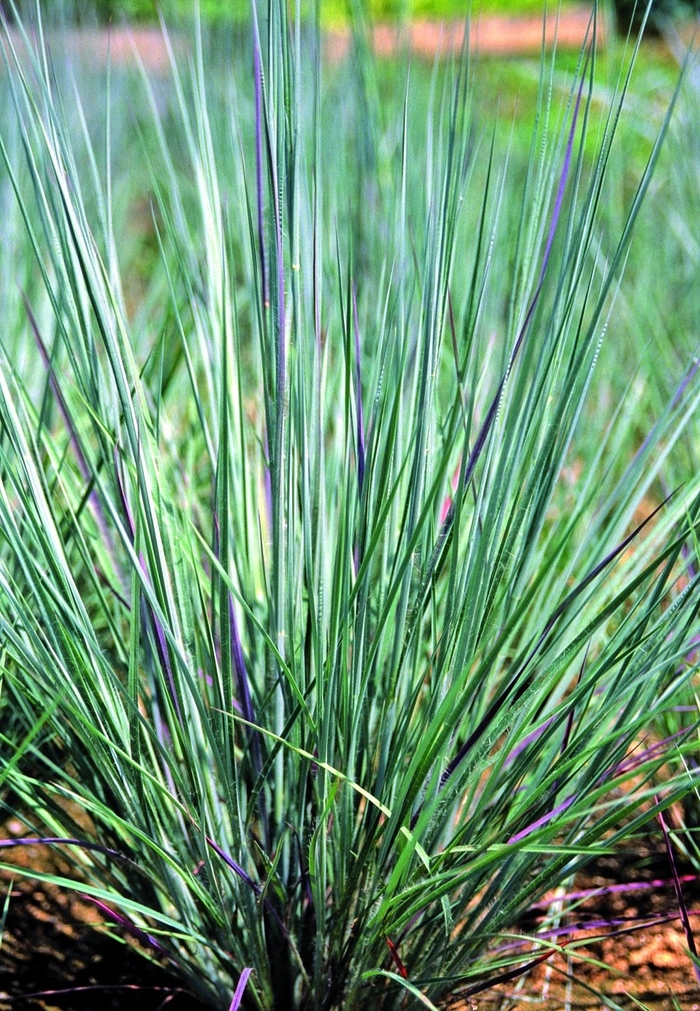 Prairie Blues Little Bluestem - Schizachyrium scoparium ''Prairie Blues'' (Little Bluestem) from Betty's Azalea Ranch