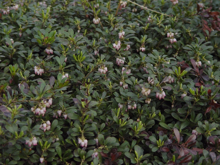 Massachusetts Common Bearberry - Arctostaphylos uva-ursi ''Massachusetts'' (Common Bearberry) from Betty's Azalea Ranch