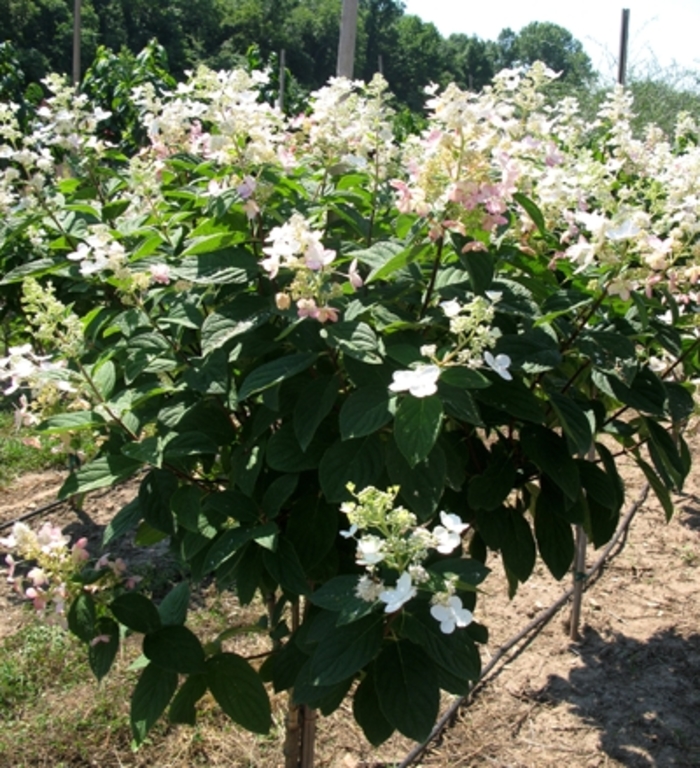 Pink Diamond Hardy Hydrangea - Hydrangea paniculata ''Pink Diamond'' (Hardy Hydrangea) from Betty's Azalea Ranch