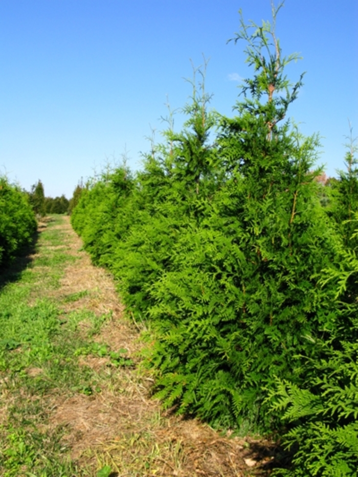 Leyland Cypress - Cupressocyparis leylandii from Betty's Azalea Ranch