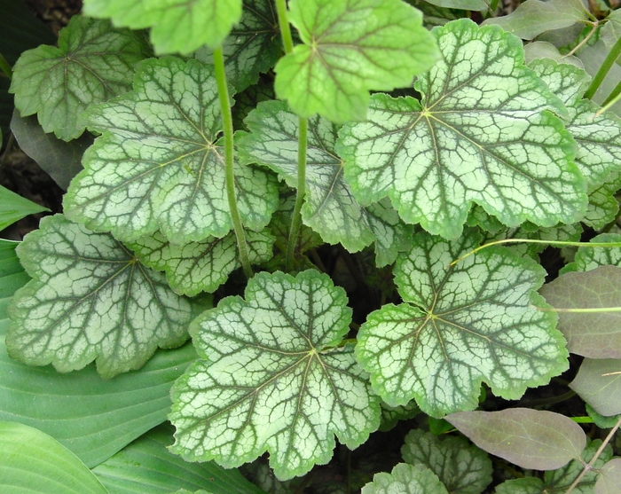 Dale''s Strain Coral Bells - Heuchera americana ''Dale''s Strain'' (Coral Bells) from Betty's Azalea Ranch