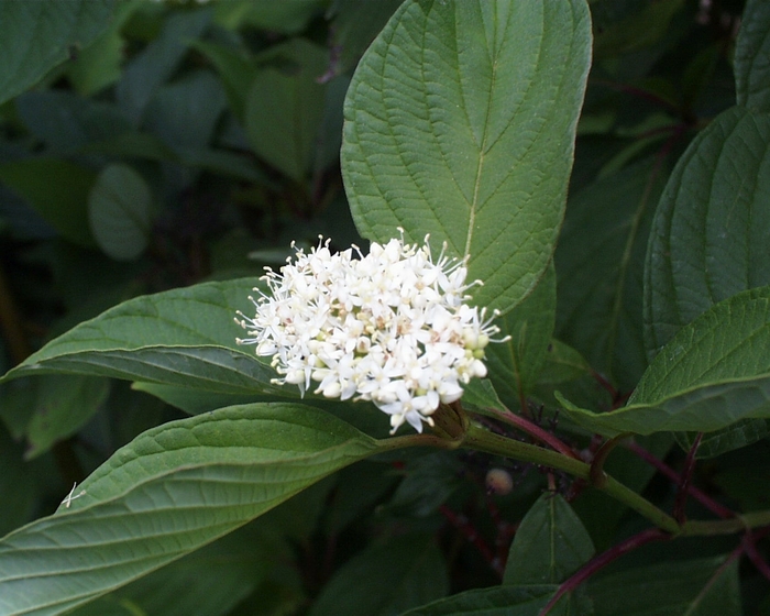 Red Twig Dogwood - Cornus sericea baileyi from Betty's Azalea Ranch