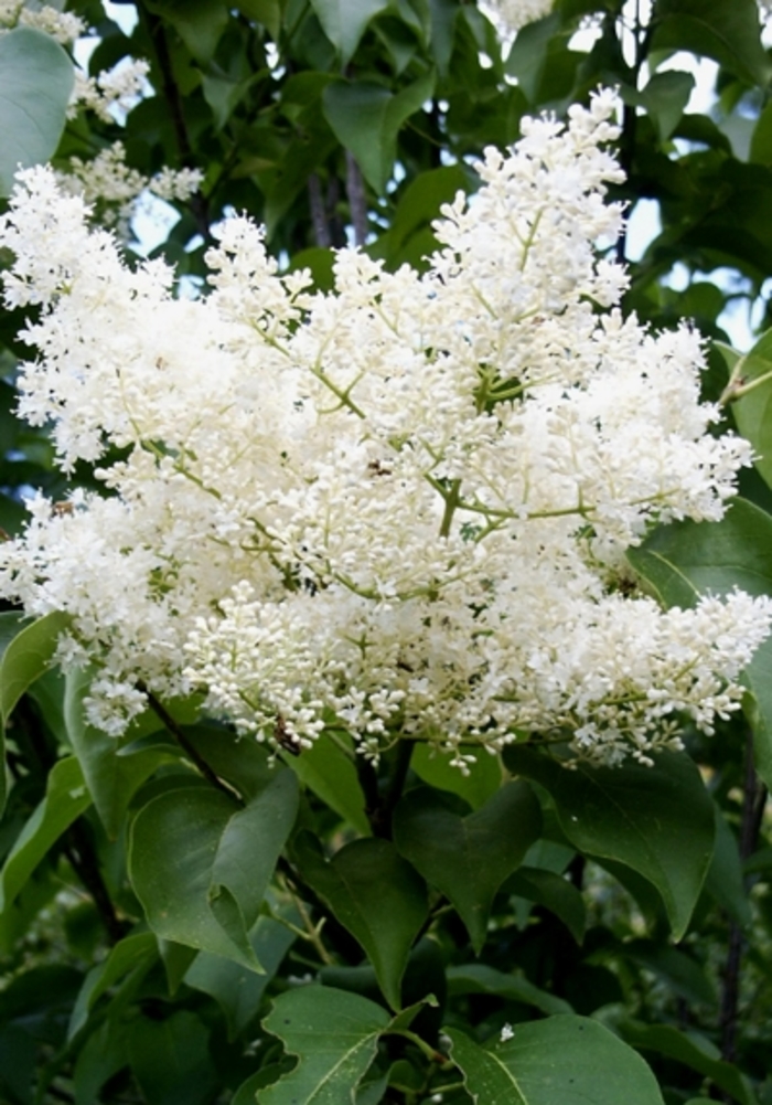 Ivory Silk Japanese Tree Lilac - Syringa reticulata ''Ivory Silk'' (Japanese Tree Lilac) from Betty's Azalea Ranch