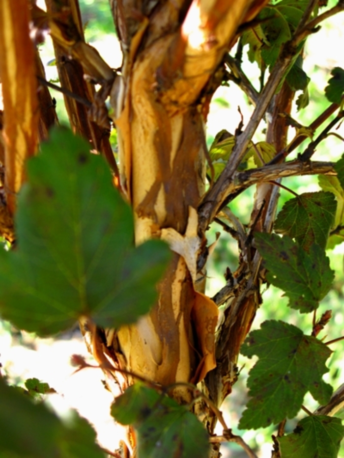 Diabolo® Ninebark - Physocarpus opulifolius ''Monlo'' PP11211 from Betty's Azalea Ranch