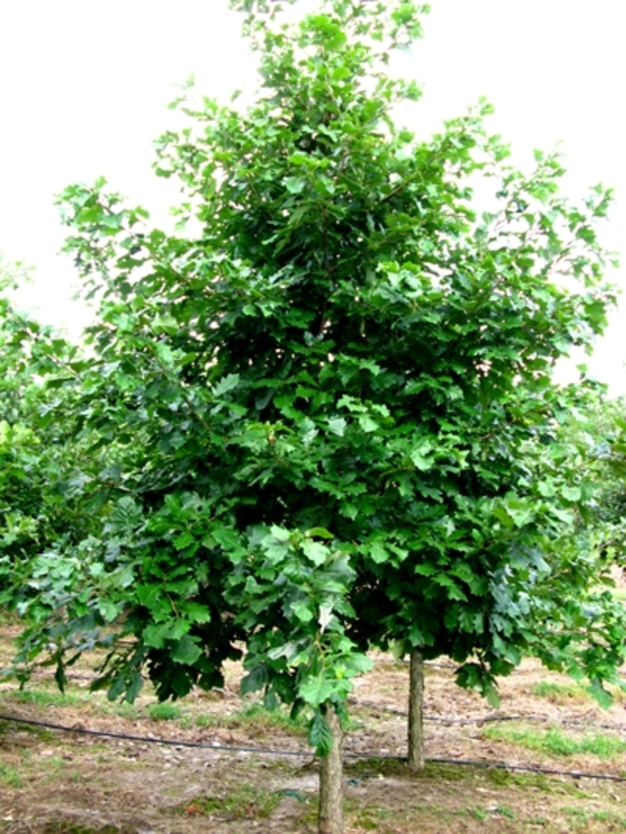 Swamp White Oak - Quercus bicolor (Swamp White Oak) from Betty's Azalea Ranch Swamp White Oak - Quercus bicolor (Swamp White Oak) from Betty's Azalea Ranch