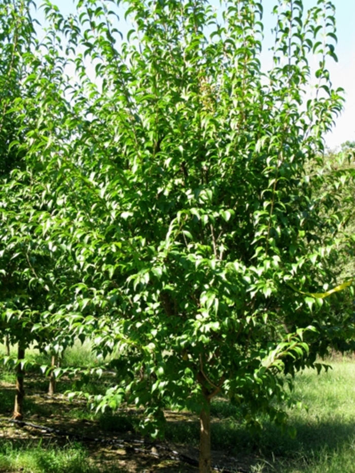 Summer Charm® Lilac - Syringa pekinensis ''Summer Charm®'' 8951 (Lilac) from Betty's Azalea Ranch