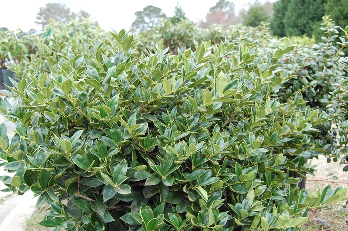 Carissa Chinese Holly - Ilex cornuta ''Carissa'' (Chinese Holly) from Betty's Azalea Ranch