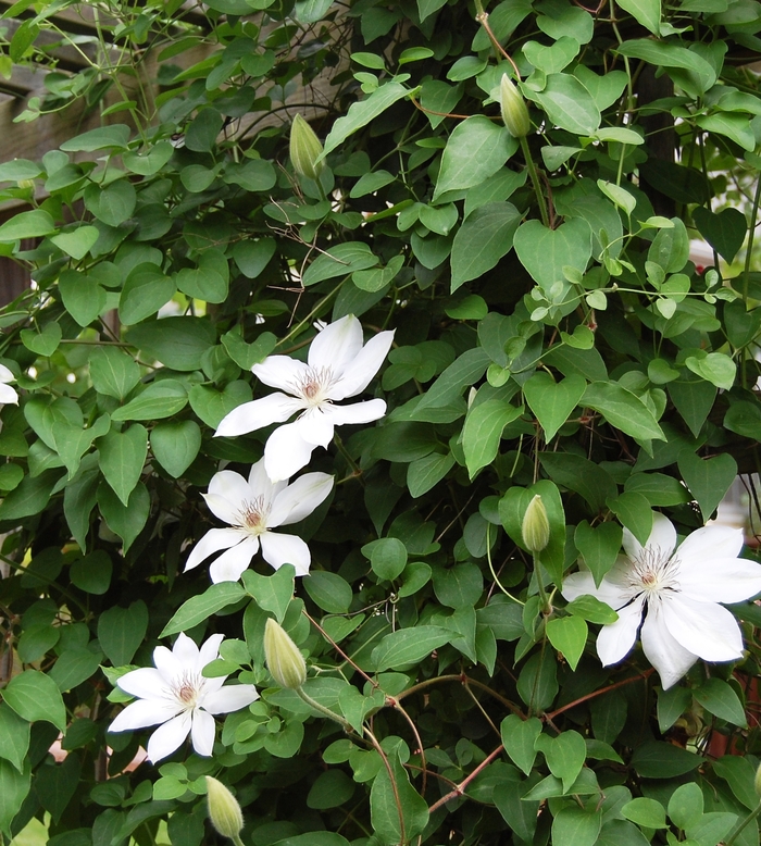 Hybrid Clematis - Clematis hybrid 'Henryi' from Betty's Azalea Ranch