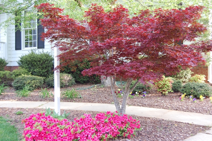 Japanese Red Maple - Acer palmatum 'Bloodgood' from Betty's Azalea Ranch